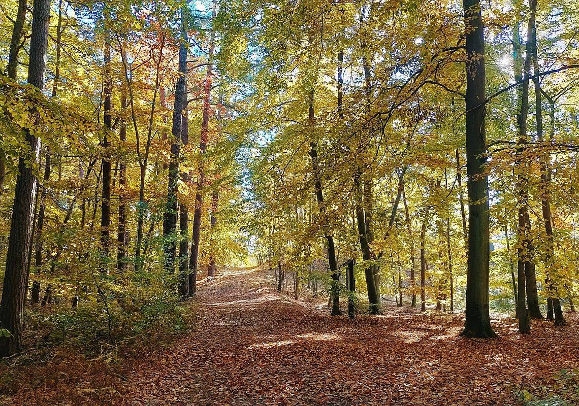 Grafika Zapraszamy do udziału w konkursie - Poznajemy Parki Krajobrazowe Polski