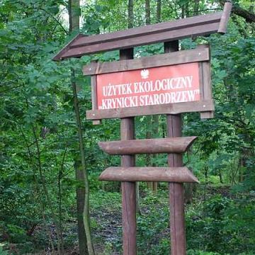 Grafika „Krynicki Starodrzew” – nowa forma ochrony przyrody na Mierzei Wiślanej.