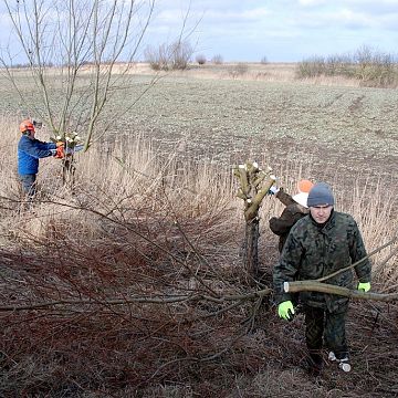 Ogławianie wierzb w żuławskiej części otuliny Parku Krajobrazowego „Mierzeja Wiślana” grafika