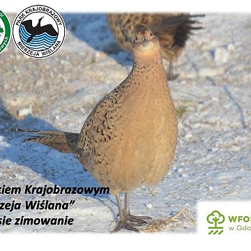 Grafika Zapraszamy na „Ferie z Parkiem Krajobrazowym „Mierzeja Wiślana – Ptasie zimowanie”.