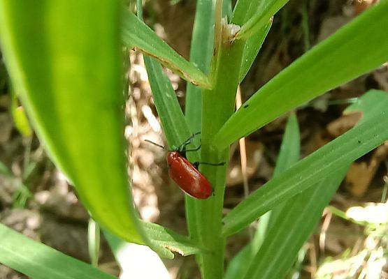 Poskrzypka liliowa na lilii bulwkowatej