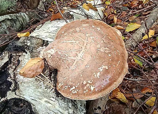 Białoporek brzozowy (SN)