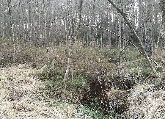 Fragment bagiennego lasu z wysokimi, zimozielonymi krzewami