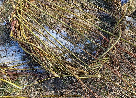 Zbliżenie na podstawę gniazda na etapie wyplatania dna podstawy.