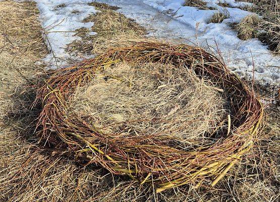 Gotowa podstawa pod gniazdo bocianie, na obrzeżach wierzbowe gałązki, w środku siano.
