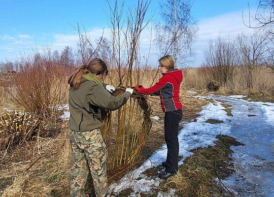 Zbliżenie na dwie pracownice Parku wyplatające podstawę pod gniazdo.
