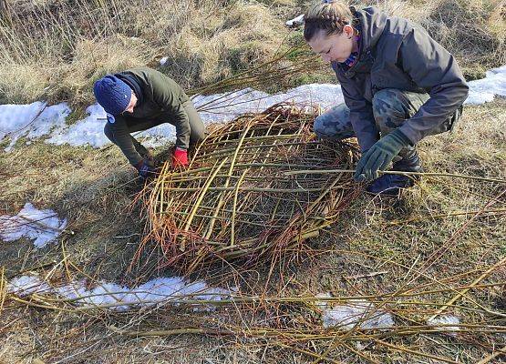 Dwie pracownice Parku wyplatają podstawę pod gniazdo.