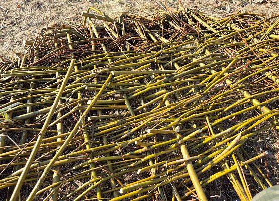 Zbliżenie na dno podstawy gniazda z ciasno wyplecionymi gałęziami.