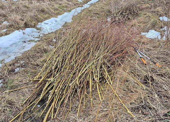 Sterta ściętych, leżących na ziemi wierzbowych gałązek do budowy podstaw.