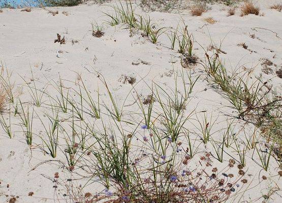 Turzyca piaskowa -  "zasieki" dla piasku.