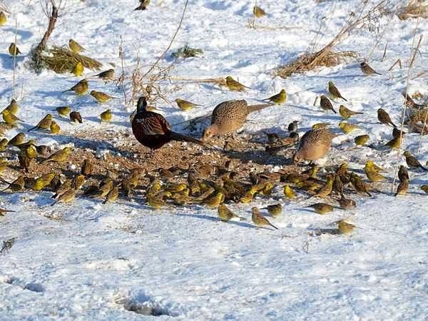 „Zimowe Ptakoliczenie” w Parku Krajobrazowym „Mierzeja Wiślana” zakończone. grafika