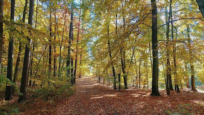 Zapraszamy do udziału w konkursie - Poznajemy Parki Krajobrazowe Polski Grafika Zapraszamy do udziału w konkursie - Poznajemy Parki Krajobrazowe Polski